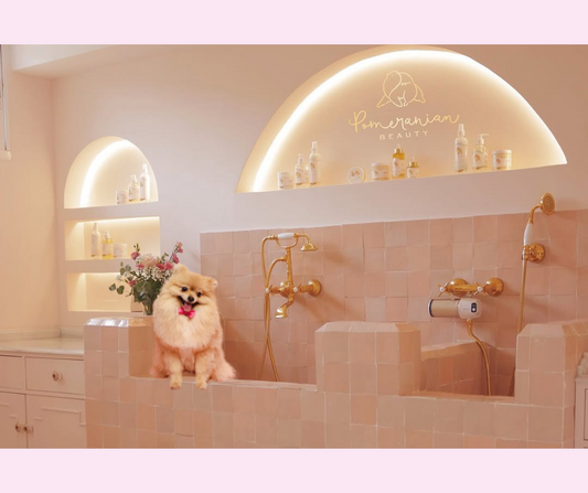 Our Shower Filter's Gone to the Dogs (Literally!)