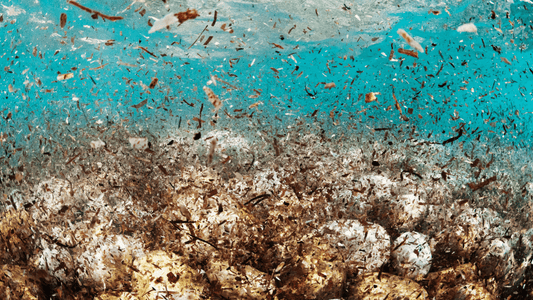 By 2050 the oceans could contain more plastic than fish - Alkanatur North America