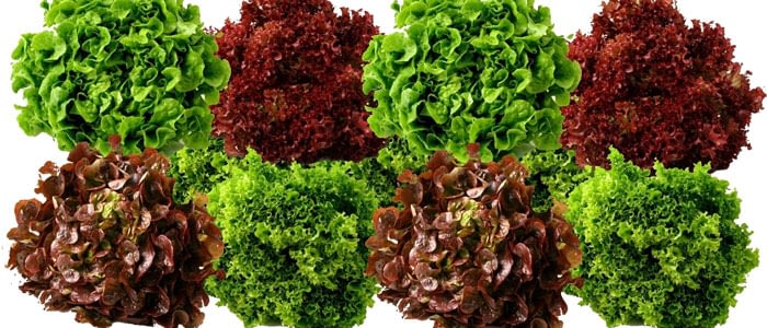 Lettuce And Its Benefits - Alkanatur North America