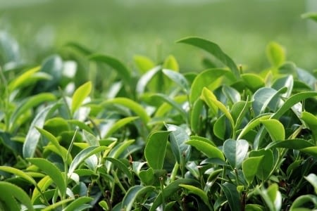 Green Tea, Its Origin And Benefits
